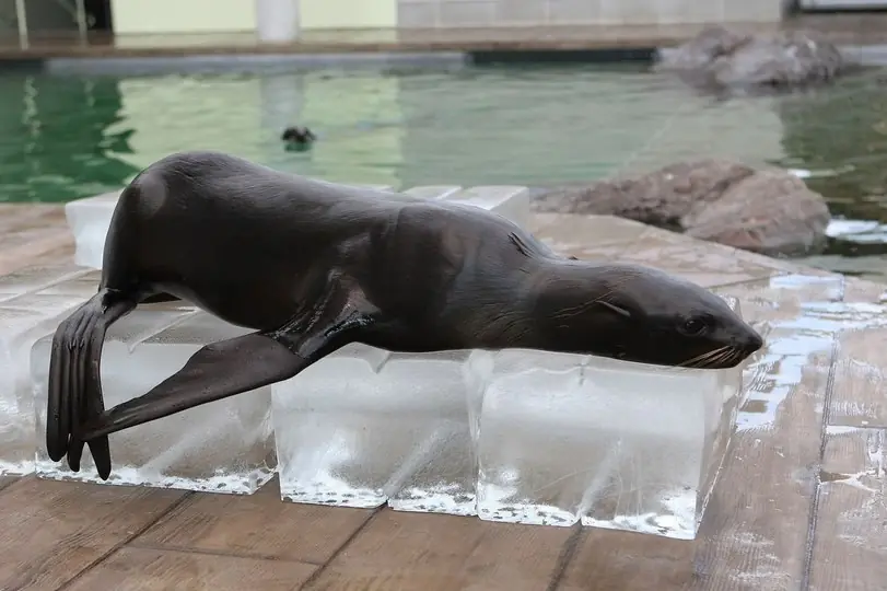 Mirá como ayudan a refrescar a los animales