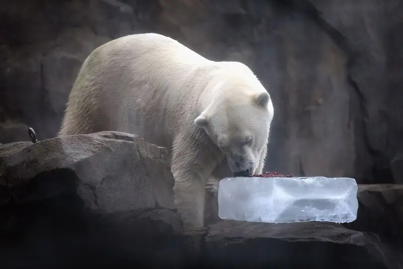 foca