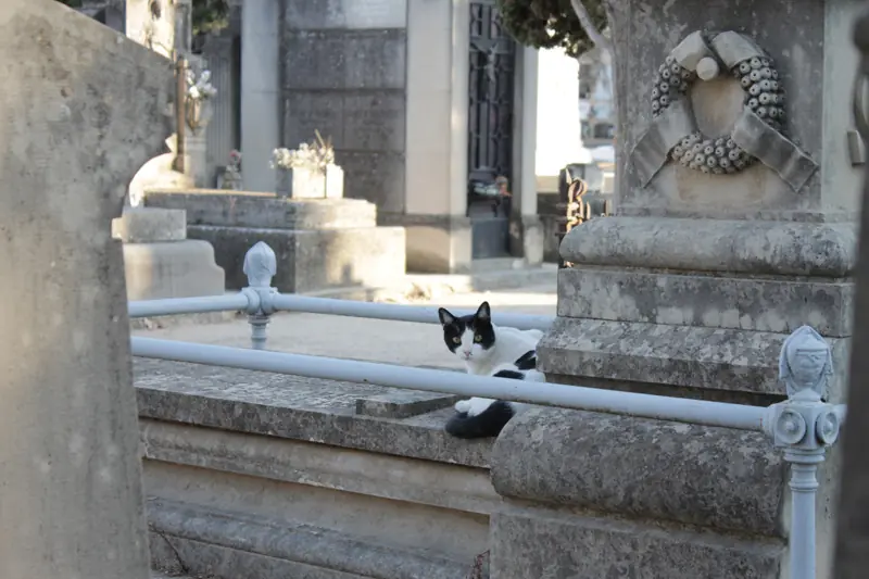 Una noche en el cementerio. Te moris del susto Una noche en el cementerio. Te moris del susto