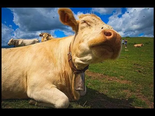 Datos Curiosos para Curioseadores Curiosos (3) (Megapost)