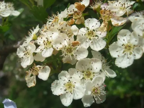 Megapost: Plantas que la farmacéutica prefiere no conozcas