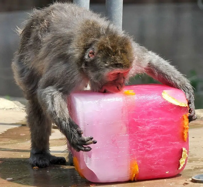 monos