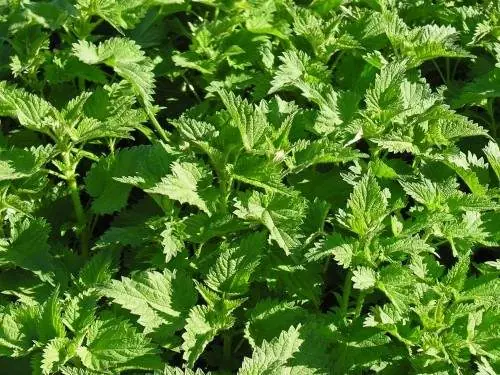 Megapost: Plantas que la farmacéutica prefiere no conozcas