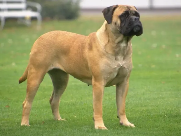 Los perros son mejores que los gatos. Te digo 12 razones. Los perros son mejores que los gatos. Te digo 12 razones.