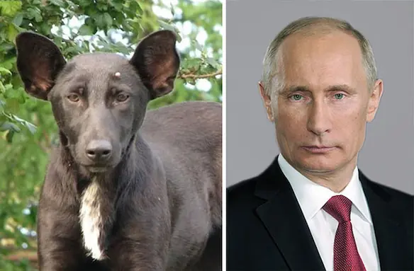 parecidos