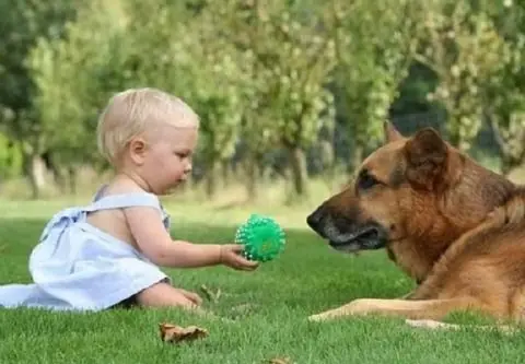 Los perros son mejores que los gatos. Te digo 12 razones.