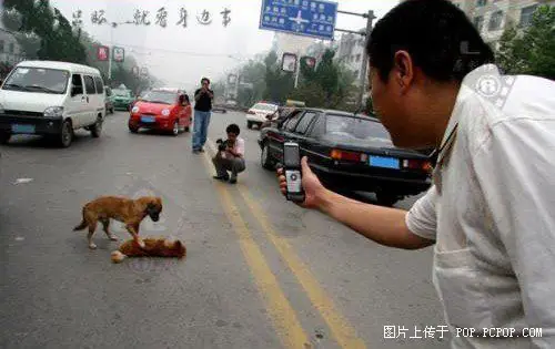 Los perros son mejores que los gatos. Te digo 12 razones.