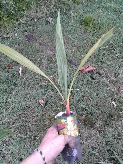 dedo dedo