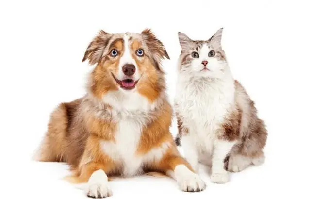 7 países donde se come carne de perro o gato