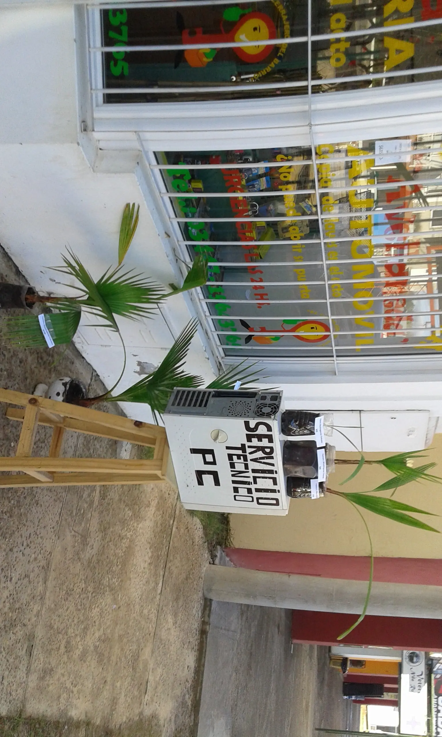 palmeras