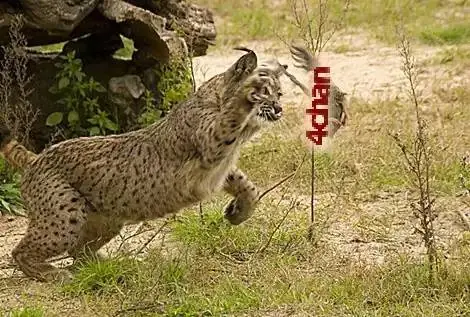 Memes de Taringa vs 4chan