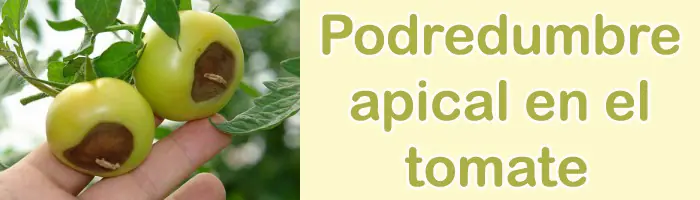 Podredumbre apical del tomate