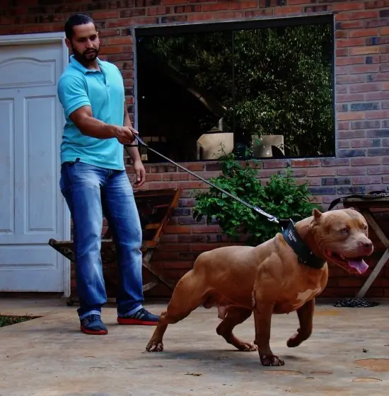 perros asesinos