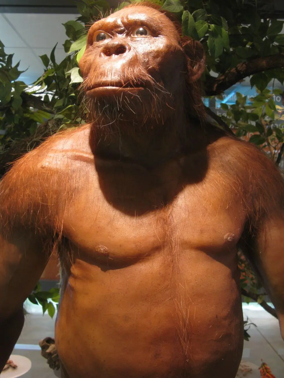evolucion humana