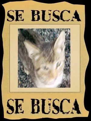 mascotas mascotas