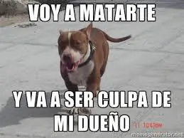 raza pitbull