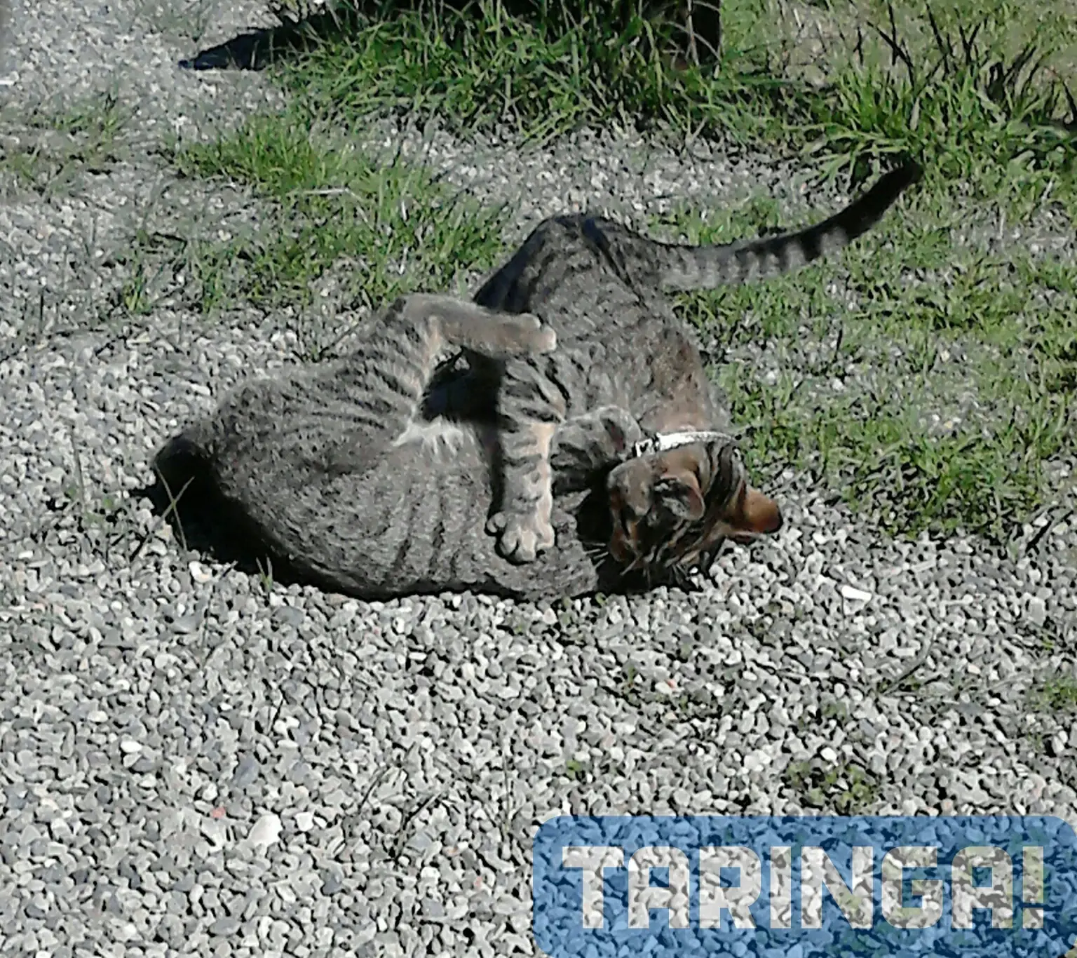 Estos gatitos llegaron a mi casa y te lo muestro