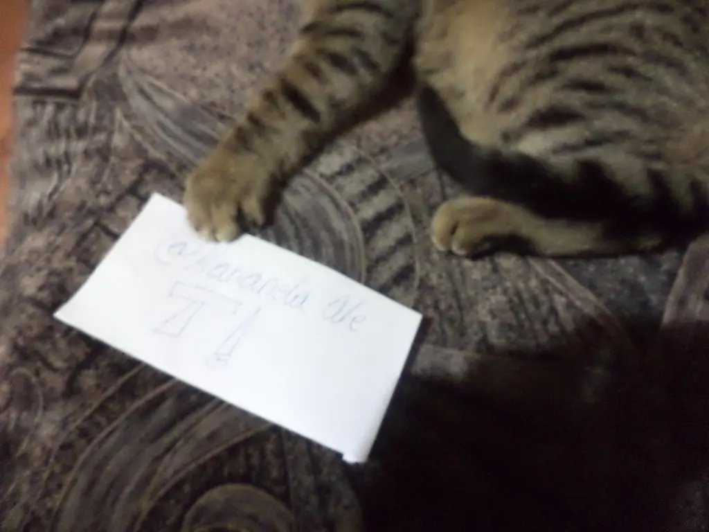 gatitos abandonados