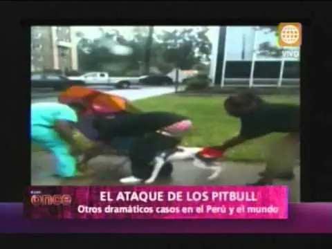 no mas perros pitbull