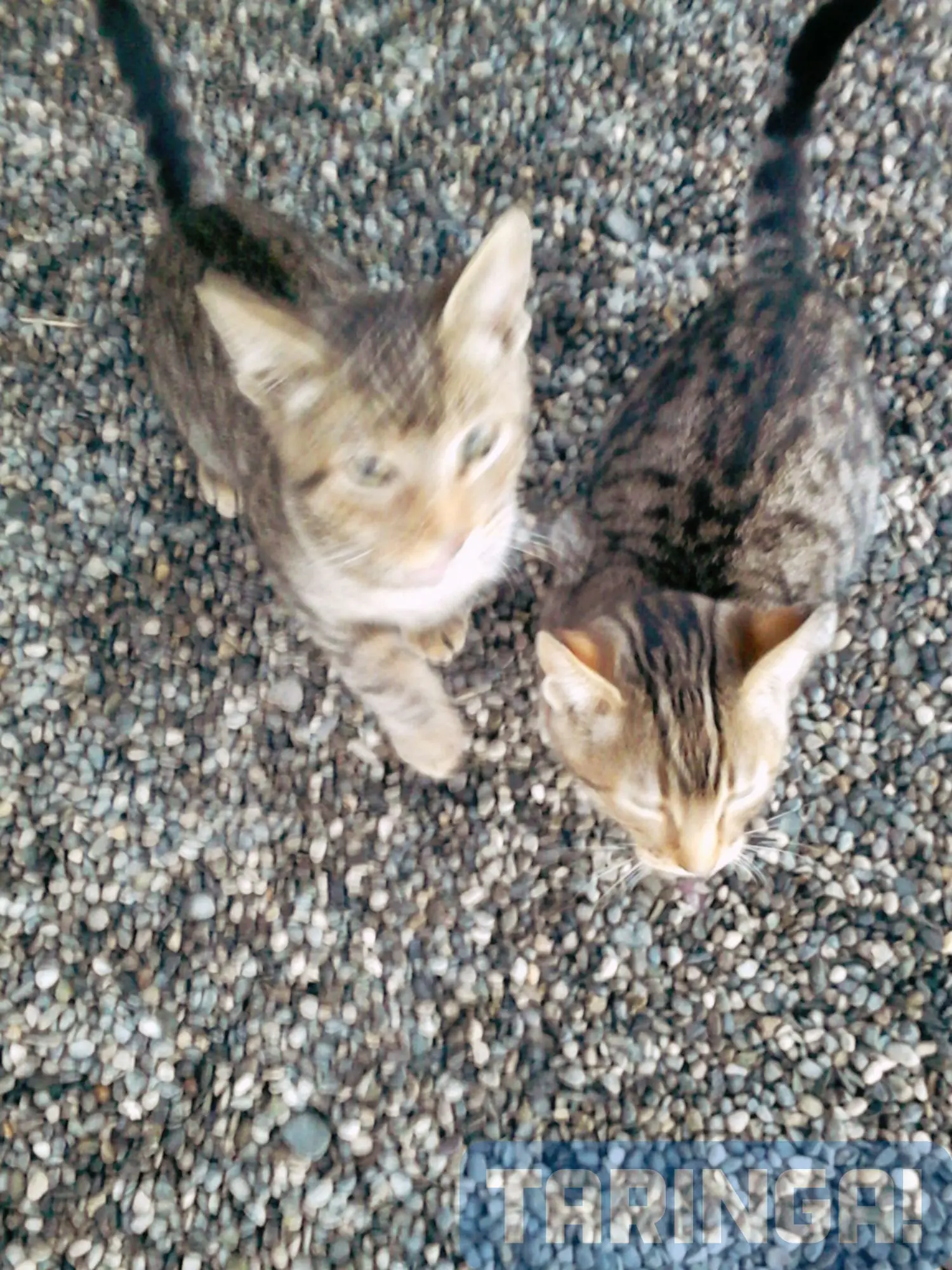 gatos
