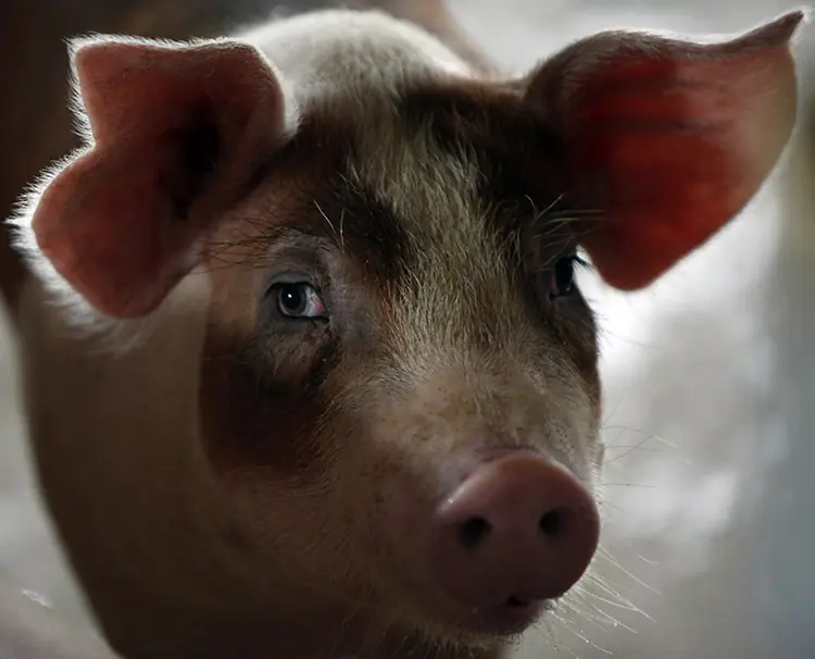 5 guerras que empezaron por nada (un cerdo, una oveja..)