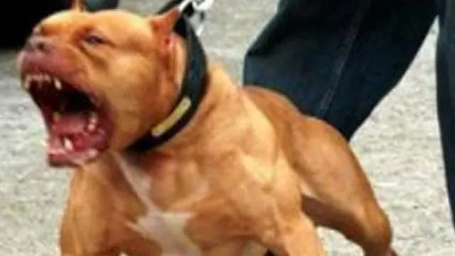perros peligrosos