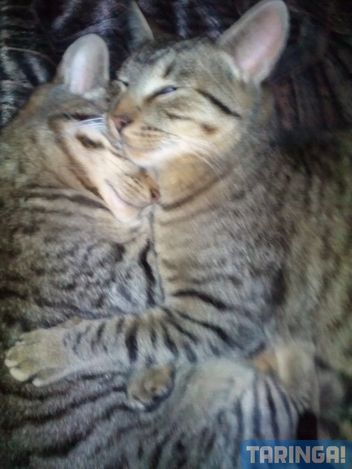 gatos