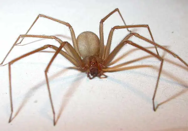 cuidados