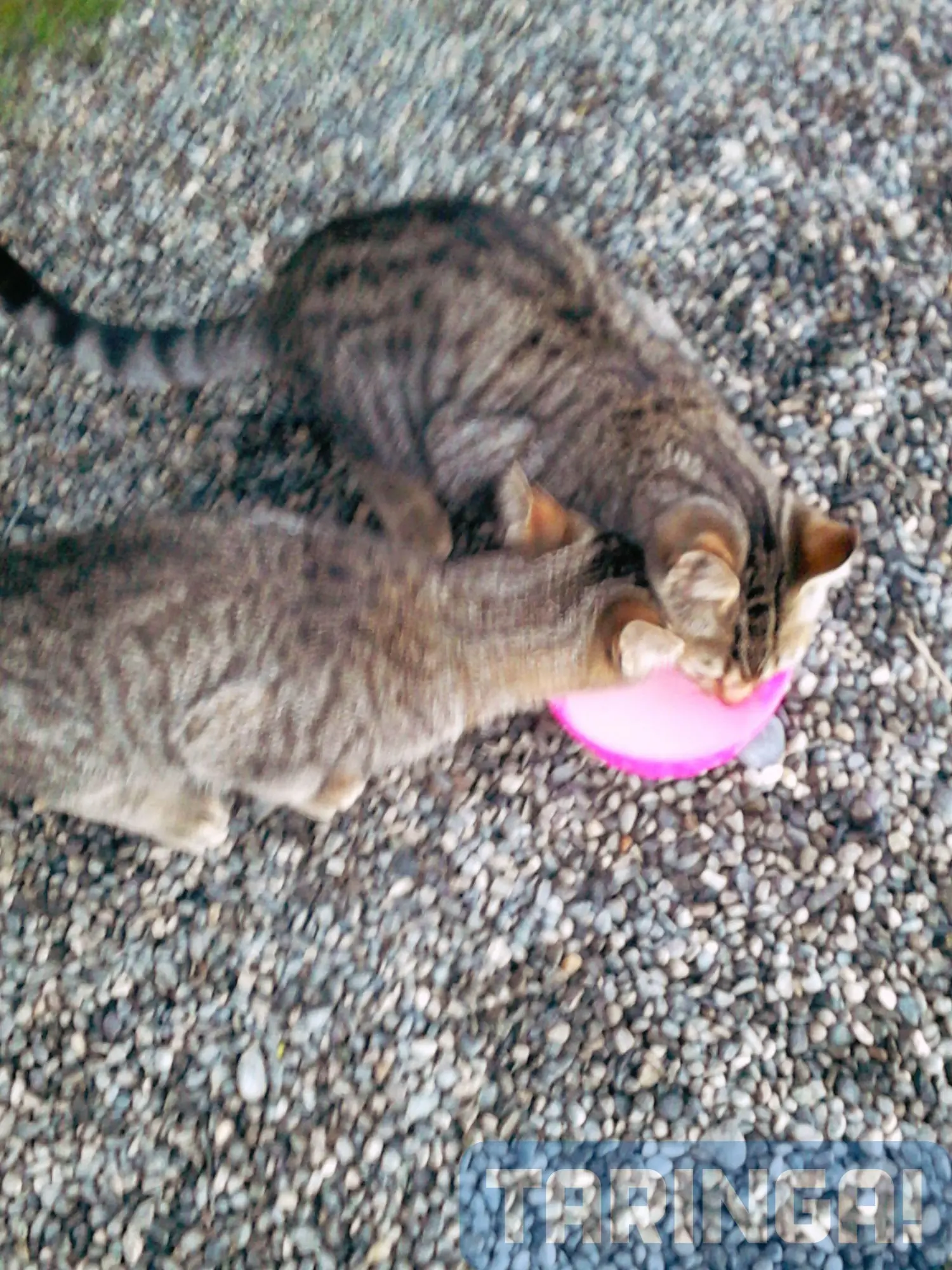 gatitos abandonados