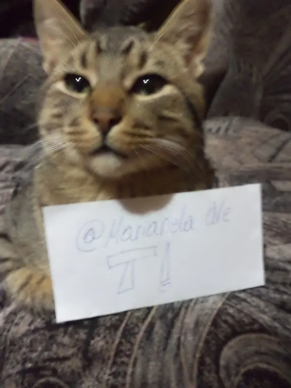 gatos