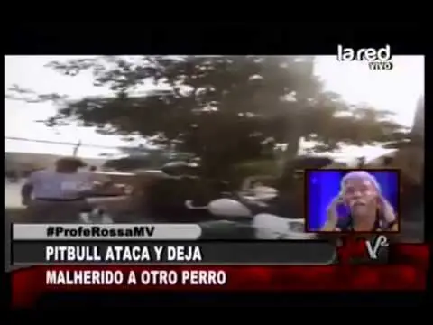 raza pitbull