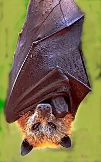 polilla