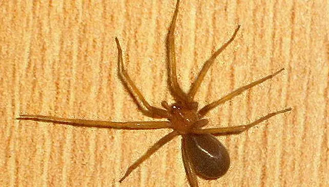 Cómo son y qué hacer con las arañas de rincón