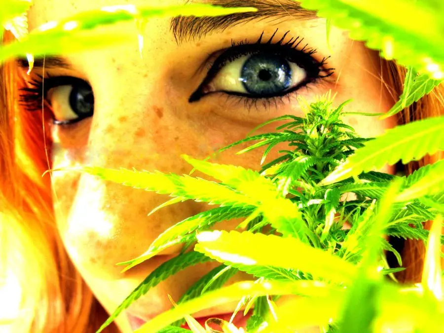 cannabis