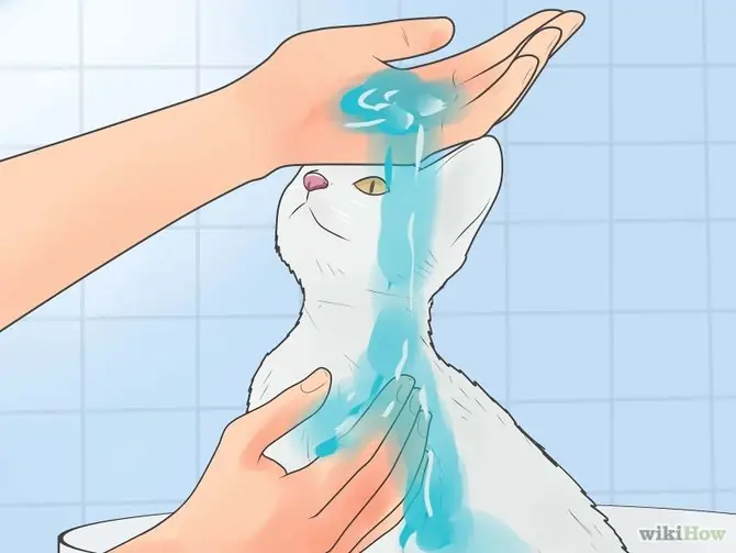 Te enseño a mojar a tu Lincesa como un campeón!  Pasa Lince!