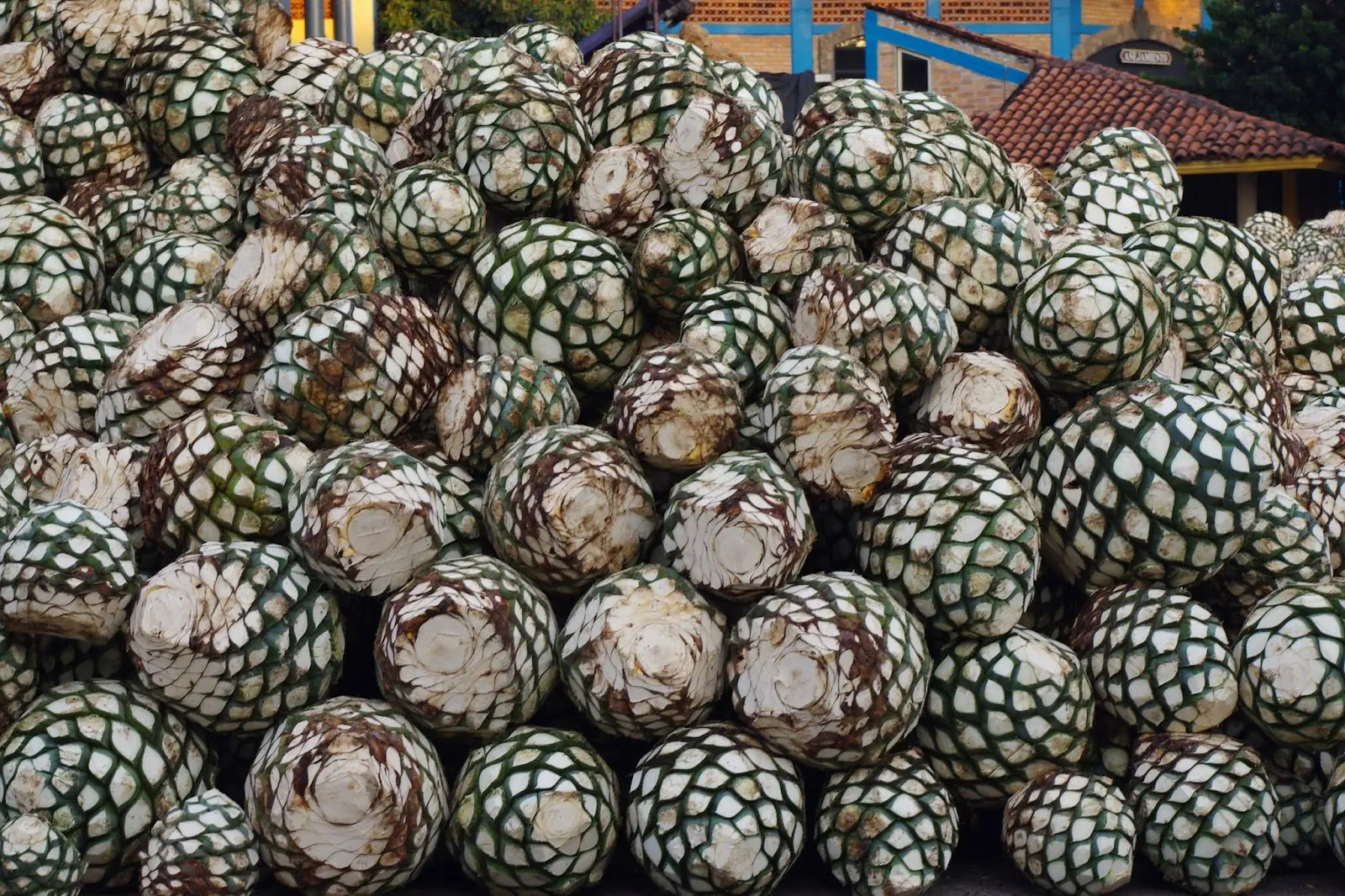 Todas las bebidas tradicionales de México, todas lince.