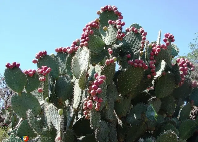 zacatecas