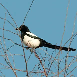 19 costumbres nacionales extrañas