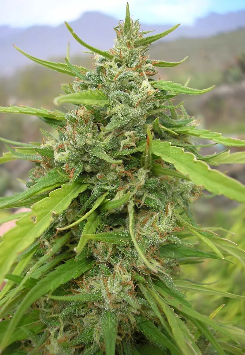 Nuevos avances en investigaciones sobre la Marihuana