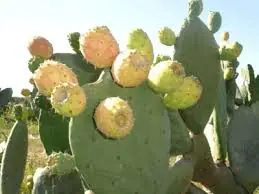 Todas las bebidas tradicionales de México, todas lince.