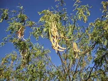 tradiciones de mexico