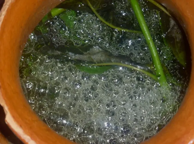 Todas las bebidas tradicionales de México, todas lince.