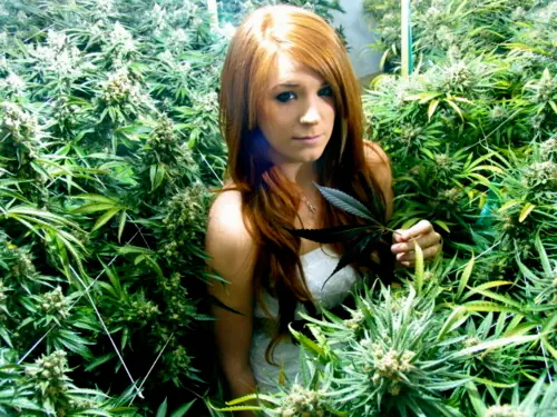 marihuana