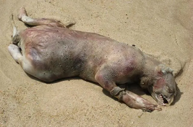 cosas raras en playas