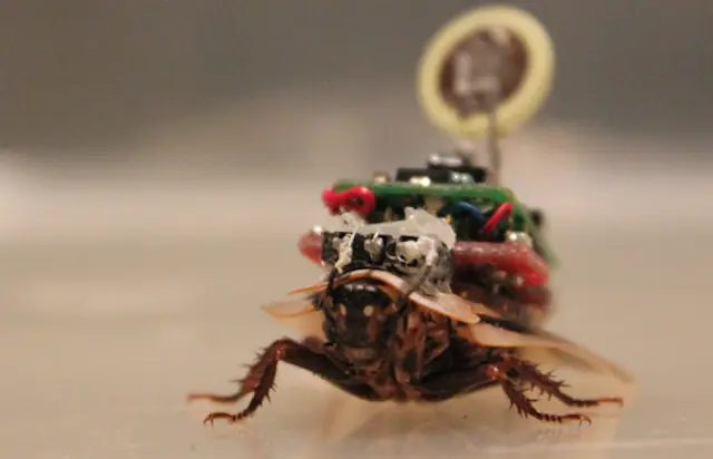 Crean cucarachas ciborg! imagina las posibilidades