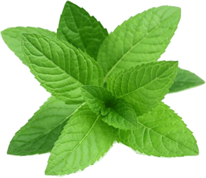 albahaca albahaca