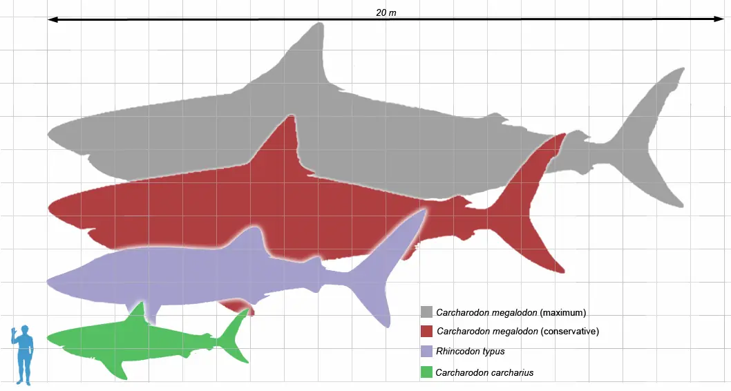 Tyrannosaurus Rex