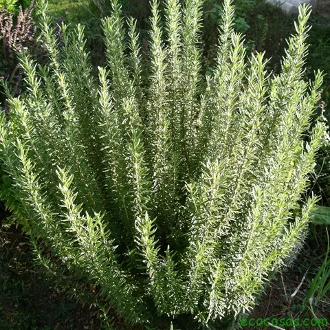 Cilantro Cilantro