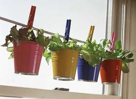albahaca albahaca