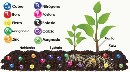 albahaca albahaca